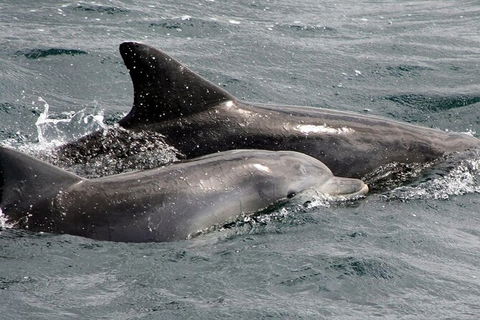 Jervis Bay Dolphin Watch Cruise - eAccommodation 5