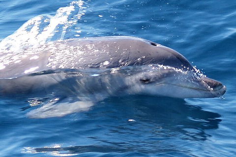 Jervis Bay Dolphin Watch Cruise - eAccommodation 3