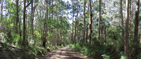 Blue Range Camping And Picnic Area - eAccommodation 2