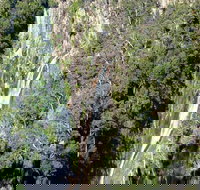 Carrai National Park - eAccommodation