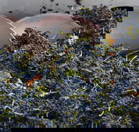 Coldstream - eAccommodation