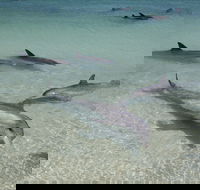 Dolphins of Monkey Mia - eAccommodation