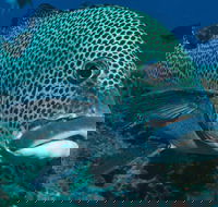 Fish Bowl Dive Site - eAccommodation