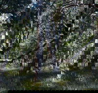 Green's Bush Long Circuit Walk - eAccommodation