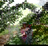 Harben Vale Pick Your Own Cherries - eAccommodation