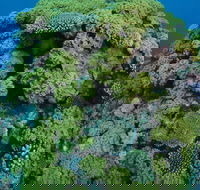 Keeper Reef Dive Site - eAccommodation