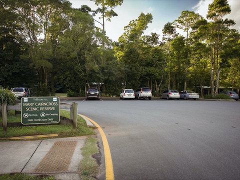 Mary Cairncross Scenic Reserve Rainforest Walk - eAccommodation 1