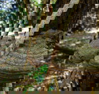 Mount Keira Ring Track - eAccommodation