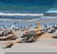 Seal Bay - eAccommodation