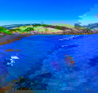 Snorkelling Montague Island - eAccommodation