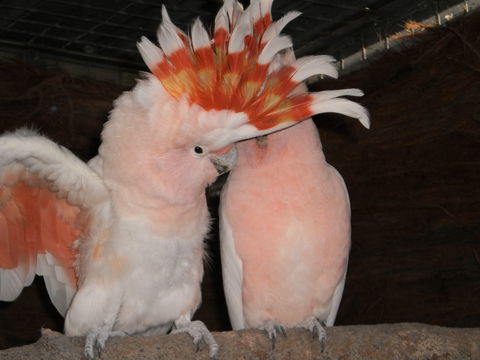 Birdland Animal Park - eAccommodation 1
