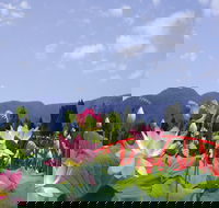 Blue Lotus Water Garden - eAccommodation