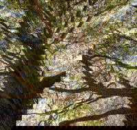 Byarong Park Picnic Area - eAccommodation