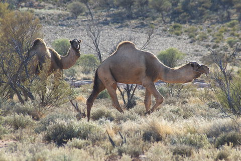 Canning Stock Route - eAccommodation 0