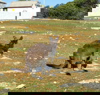 Cape Borda Lightstation - Flinders Chase National Park - eAccommodation