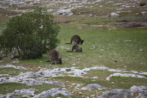 Cape Borda Lightstation - Flinders Chase National Park - eAccommodation 2