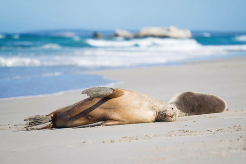 Cape Gantheaume Conservation Park And Wilderness Protection Area - eAccommodation 0