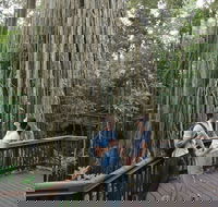 Curtain Fig Tree Yungaburra - eAccommodation