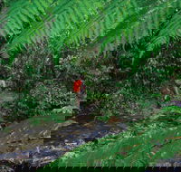 Goldsborough Valley Wooroonooran National Park - eAccommodation