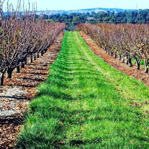 Hall Family Orchards - eAccommodation 0