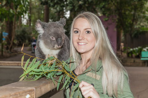 Koala Park Sanctuary - eAccommodation 0