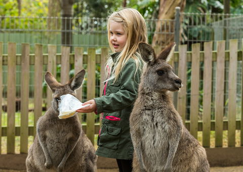 Koala Park Sanctuary - eAccommodation 1