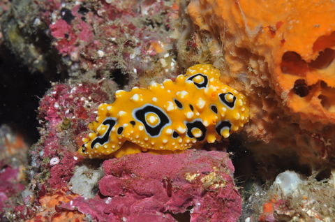 Magic Mountain Dive Site - eAccommodation 0