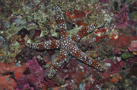 Magic Mountain Dive Site - eAccommodation 1