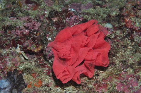 Magic Mountain Dive Site - eAccommodation 2