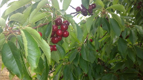Martin's Orchard - eAccommodation 0