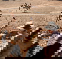 Monarto Safari Park - eAccommodation
