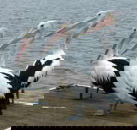 Pelican Feeding - eAccommodation