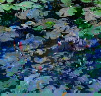 Pine Creek Water Gardens - eAccommodation