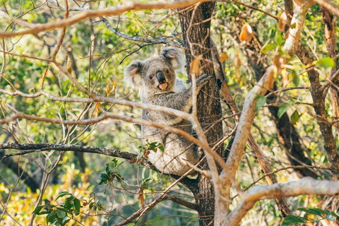 Radical Bay Track - eAccommodation 2