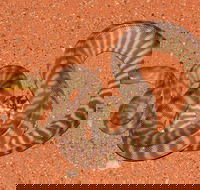 Red Desert Reptiles - eAccommodation