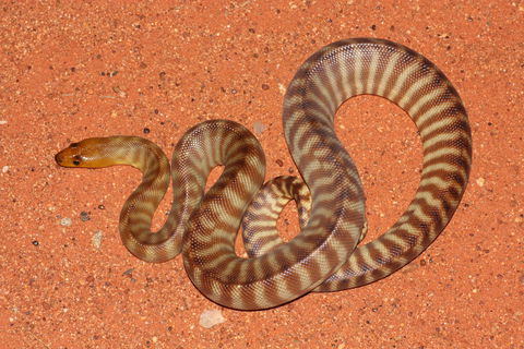Red Desert Reptiles - eAccommodation 0