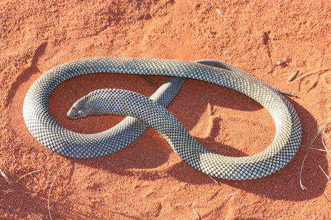 Red Desert Reptiles - eAccommodation 1