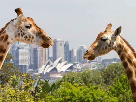 Taronga Zoo Combo Pass - eAccommodation 0