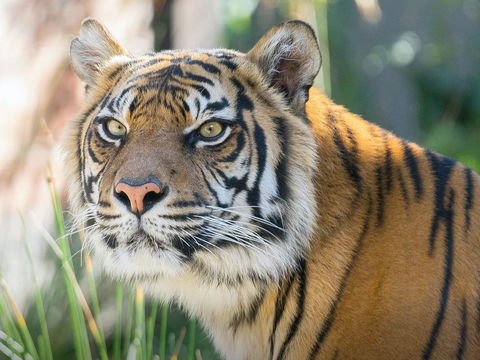 Taronga Zoo Combo Pass - eAccommodation 2