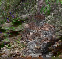 Understory Art In Nature - eAccommodation