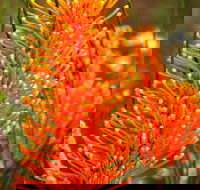 Wongan Hills Wildflowers - eAccommodation