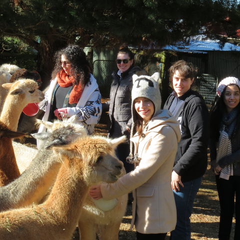Alpaca Farm Experience At Crookwell - eAccommodation 2