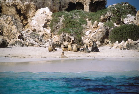 Australian Sea Lions - eAccommodation 0