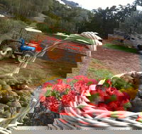 Blue Hills Berries and Cherries - eAccommodation