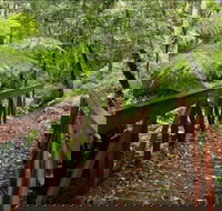 Goodenia Rainforest Walking Track - eAccommodation