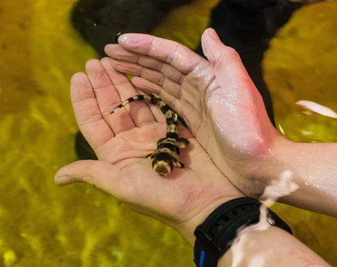 Irukandji Shark And Ray Encounters - eAccommodation 0