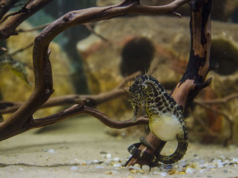 Irukandji Shark And Ray Encounters - eAccommodation 2