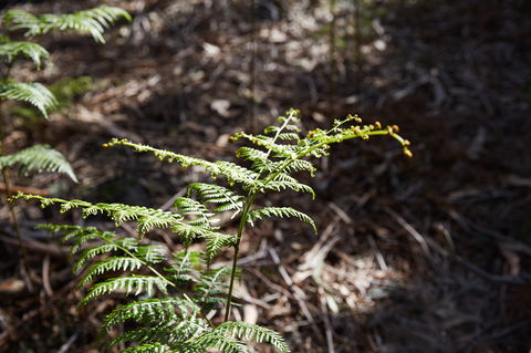 Langwarrin Flora And Fauna Reserve Walking Trails - eAccommodation 0