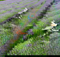 Lavandula Swiss Italian Farm - eAccommodation
