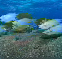 Lodestone Reef - eAccommodation